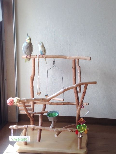 セキセイインコとオカメインコ
