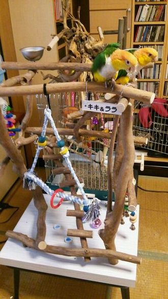 �o�[�h�W���Ɏ~�܂�V���n���C���R