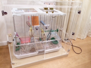 �I�J���C���R�̒���������ꂽ�A�N�����P�[�X