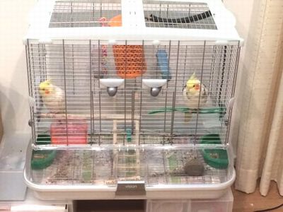 �I�J���C���R�̒�����