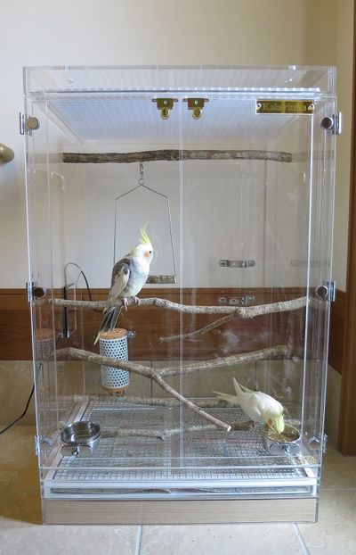 �I�J���C���R�̃A�N�����P�[�X