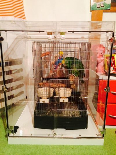 �C���R�̒���������ꂽ�A�N�����P�[�X