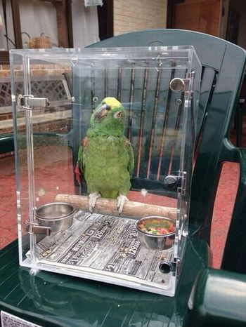 �C���R�̃L�����[�P�[�X