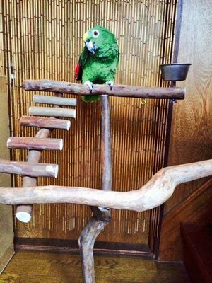 �o�[�h�W���ɏ��C���R