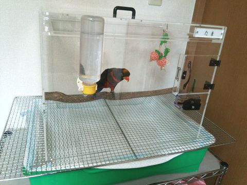 コシジロインコのアクリルケース