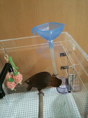 設置したエサ入れ