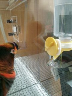 設置した水入れ