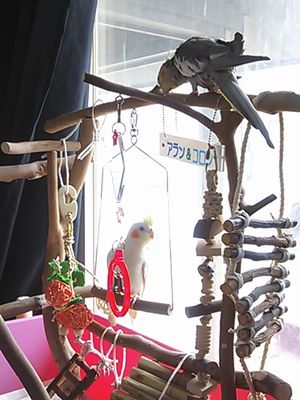 バードジムで遊ぶオカメインコ