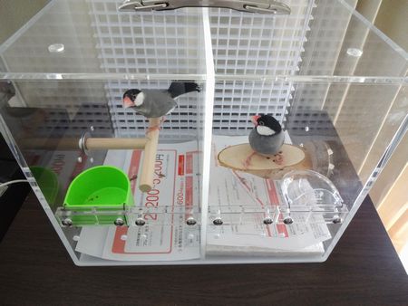 2�H�ʁX�̕����̃L�����[�P�[�X