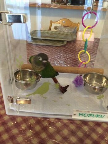 ホオミドリアカオウロコインコのキャリーケース