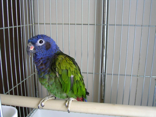 �A�P�{�m�C���R