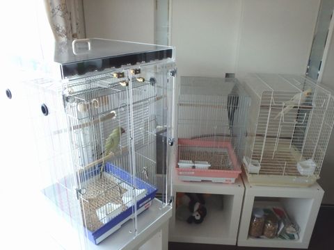 ���J�P�z���Z�C�C���R�̃A�N�����P�[�X