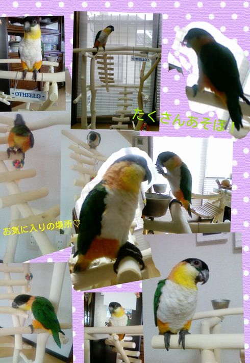 �V���n���C���R�̂��C�ɓ���̏ꏊ