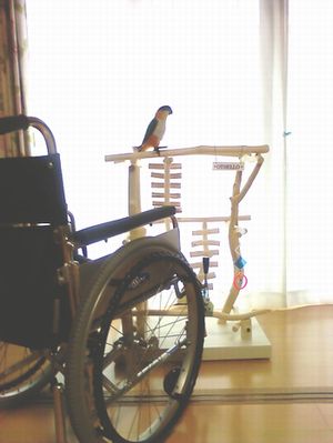 �Ԉ֎q�ƃC���R