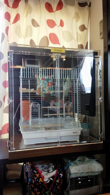 �I�J���C���R�̃A�N�����P�[�X�@�h���d�l