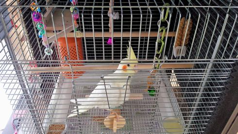 �I�J���C���R