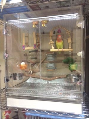 �R�U�N���C���R�̃A�N�����P�[�X