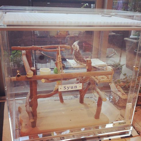 �I�J���C���R�̃A�N�����P�[�X