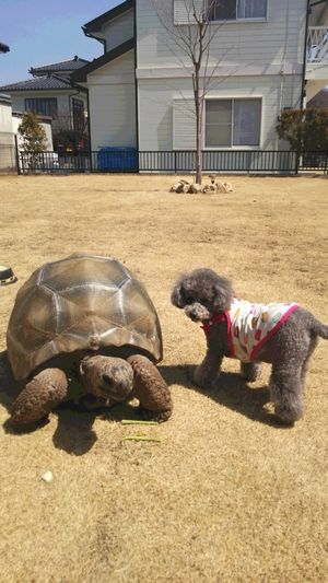 ��ɂ���]�E�K���ƃv�[�h��