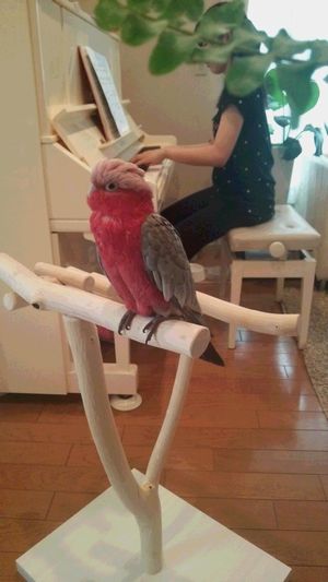 �s�A�m�𒮂������C���C���R