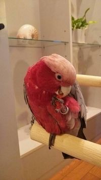 �����C���C���R