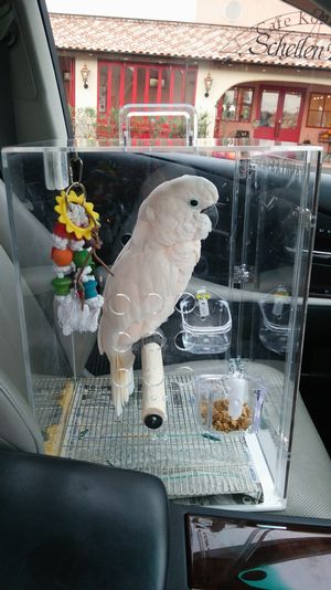 �I�I�o�^���̃L�����[�P�[�X