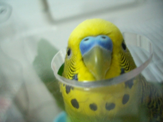 ���������o���Z�L�Z�C�C���R