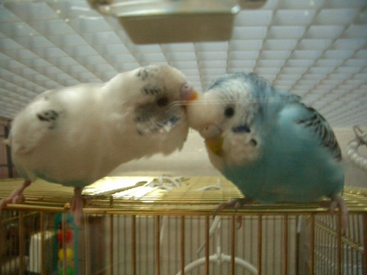 �Z�L�Z�C�C���R�̉H�U��