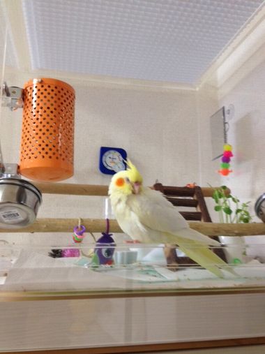 昼寝するオカメインコ