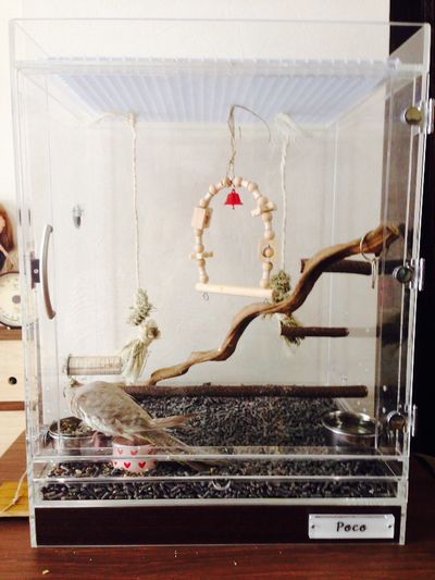 オカメインコのアクリルケース