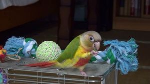 ウロコインコ