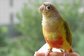 指に乗るウロコインコ