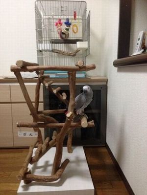 バードジムに乗るヨウム