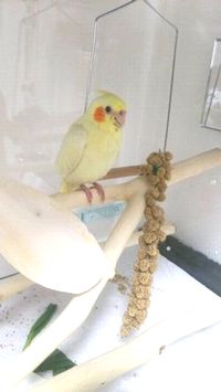 �c���I�J���C���R