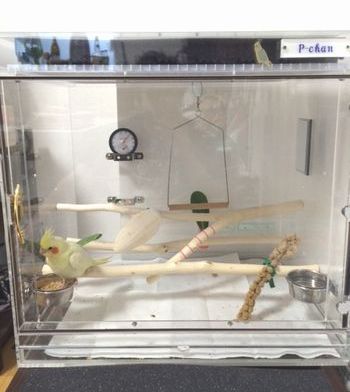 �I�J���C���R�̃A�N�����P�[�X