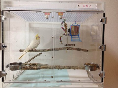 �I�J���C���R�̃A�N�����P�[�X