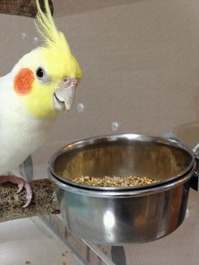 �I�J���C���R