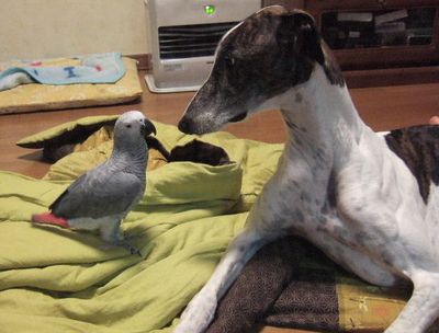 ���ƗV�ԃ��E��