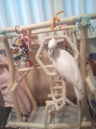 ロープで遊ぶソロモンオウム