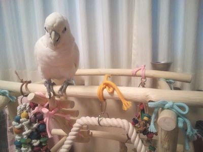 バードジムをロープで飾りつけ