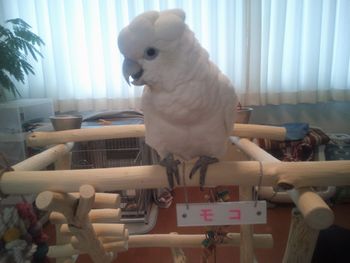 ソロモンオウム