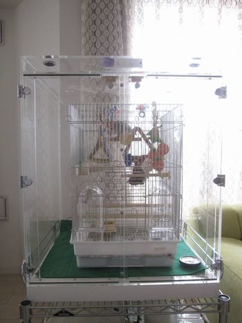 コザクラインコの鳥かごを入れたアクリルケース