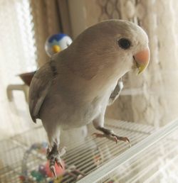コザクラインコ パステルスパングル