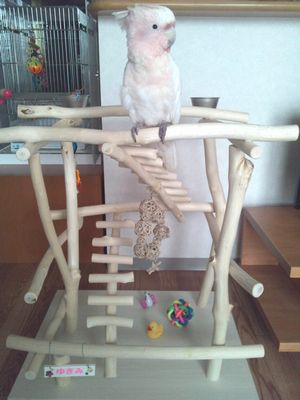 �o�[�h�W���ɏ��N���}�T�J�I�E��