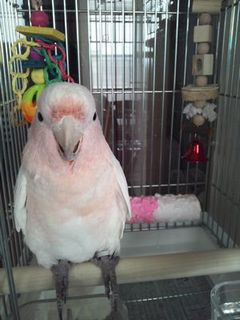 �N���}�T�J�I�E��