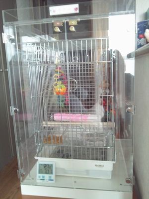 �N���}�T�J�I�E���̒���������ꂽ�A�N�����P�[�X