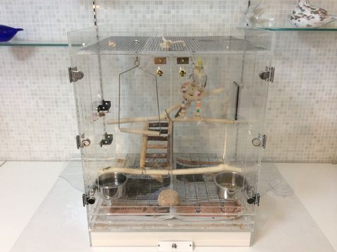 �I�J���C���R�̃A�N�����P�[�X