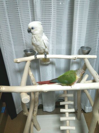 �o�[�h�W���ɏ��p���_�R�J�g�D�ƃE���R�C���R