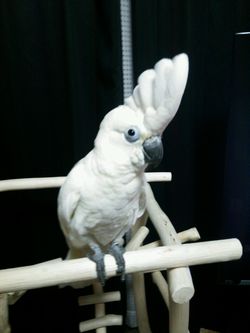 �p���_�R�J�g�D