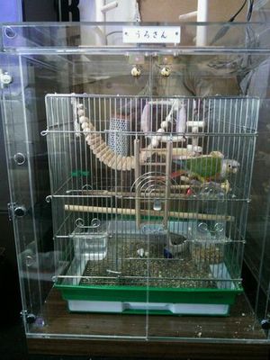 �E���R�C���R�̒���������ꂽ�A�N�����P�[�X